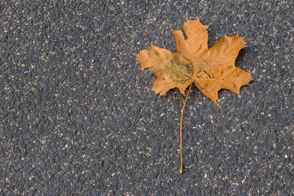 Closeup Shot Autumn Maple Leaf — Stockfoto