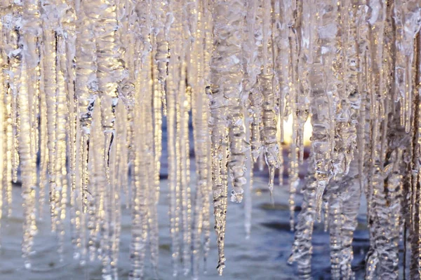 Many Hanging Icycles Forest Winter — Stock Photo, Image