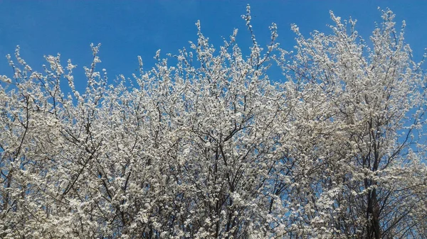 Low Angle Shot Blossoming Plum Trees Sunlight Blue Sky — Foto de Stock