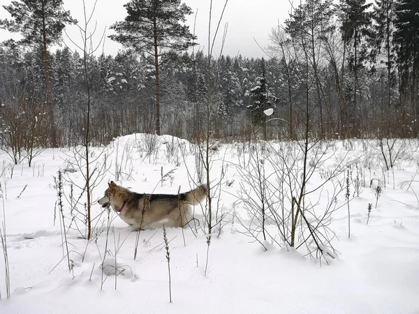 Closeup Shot Cute Dog Running Path Covered Snow Forest Many — Fotografia de Stock