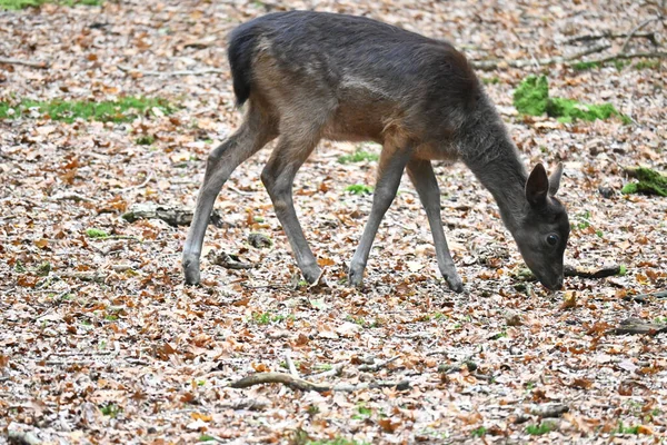 Young Deer Searching Food Fores — Foto de Stock