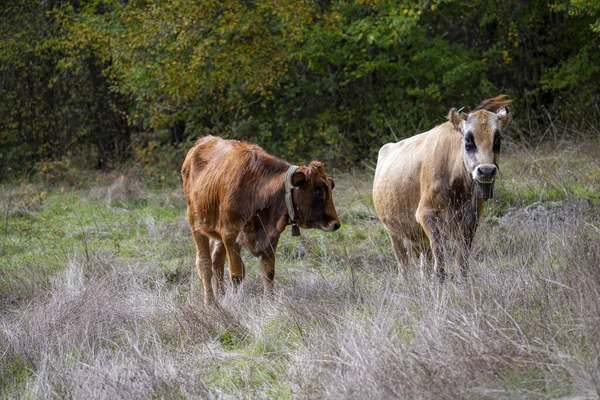 Two Domestic Cows Forest Autumn — Fotografia de Stock