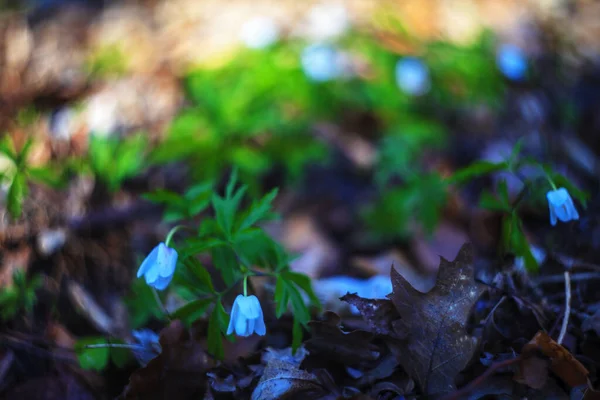 Closeup Shot First Spring Flowers Forest Lithuania — Stockfoto