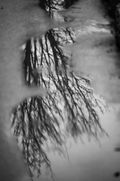 Grayscale Shot Trees Reflection Wet Asphalt — Foto Stock