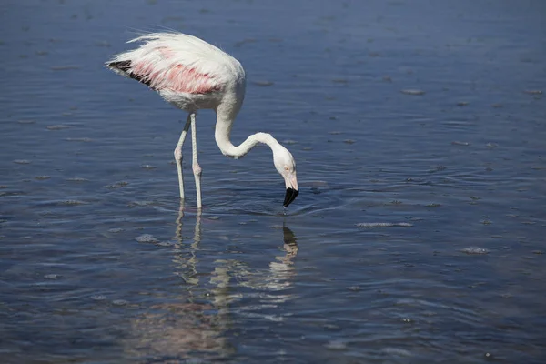 Zbliżenie Flaminga Woda Pitna Jeziorze — Zdjęcie stockowe
