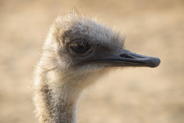 Closeup Ostrich Colchester Zoo Sunlight Heckfordbridge England — ストック写真