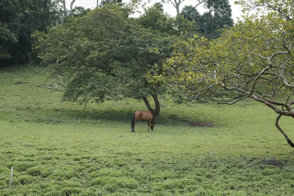 Closeup Brown Horse Pasturing Green Farm — Stock Fotó