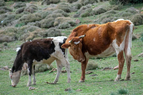 Mother Cow Baby Calf Grazing Field — Fotografia de Stock