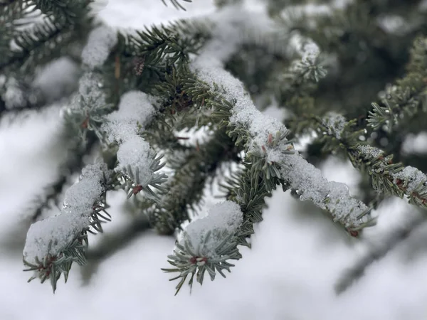 Closeup Fir Tree Branches Covered Snow — Stockfoto