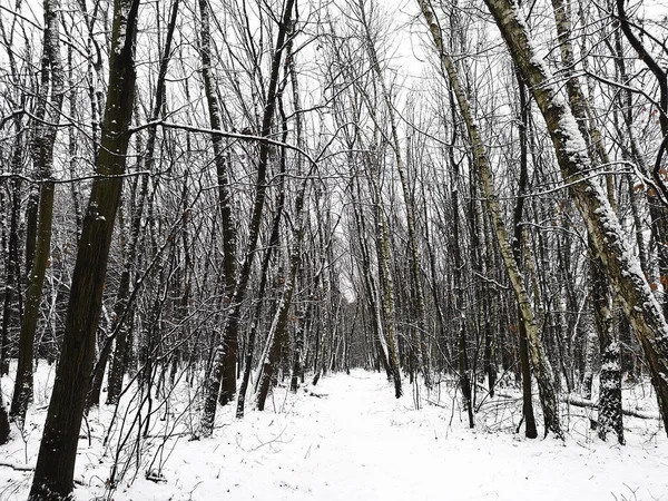 Beautiful View Small Path Trees Covered Snow Fores — стоковое фото