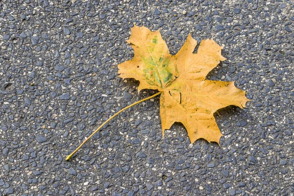 Closeup Shot Autumn Maple Leaf — Photo