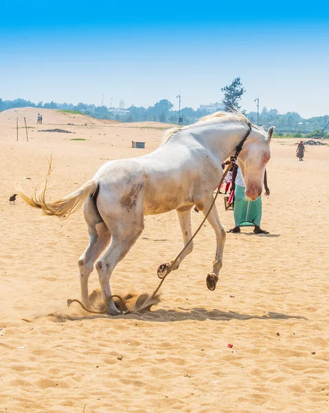 Beautiful White Horse Sandy — Foto Stock