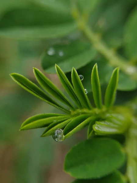 Vertical Close Shot Plant Leaves Drops Water — Foto de Stock