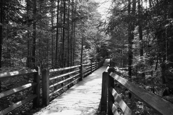 Grayscale Shot Bridge Forest Daylight — 图库照片