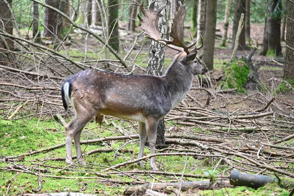 Deer Searching Food Forest — Stockfoto