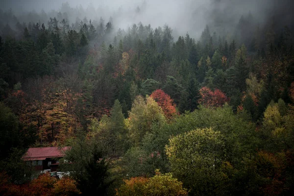 Őszi Táj Színes Fák Egy Ködös Napon Bajor Erdőben Németországban — Stock Fotó