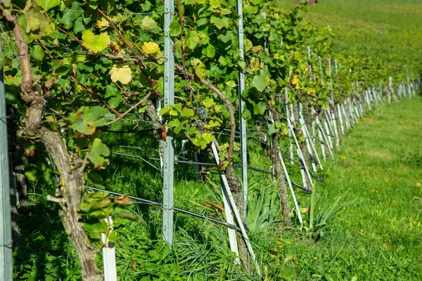 Closeup Ripening Grapes Vineyard Baden Wurttemberg — Fotografia de Stock