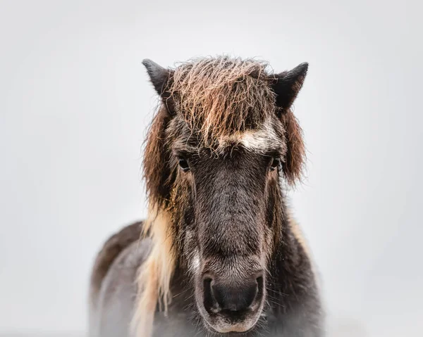 Portrait Adorable Brown Icelandic Horse Wildlife — Stockfoto