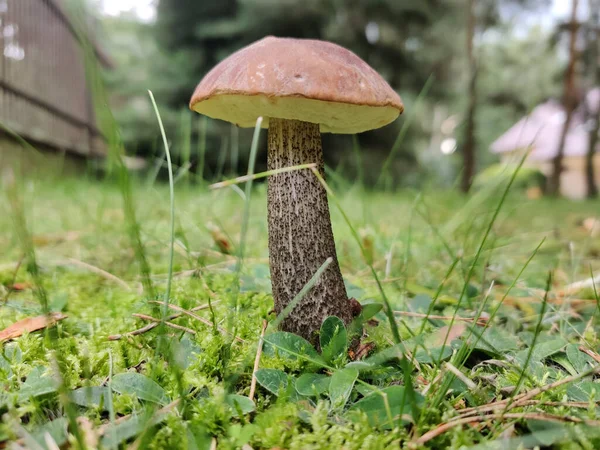 Selective Focus Shot Big Brown Mushroom Forest — Foto Stock