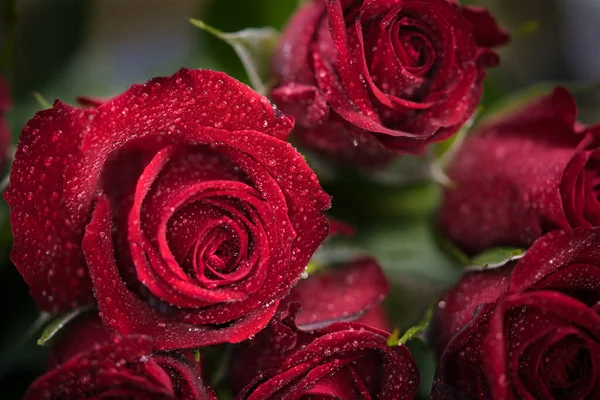 Closeup Shot Dew Covered Red Roses Wallpaper Background — Foto Stock