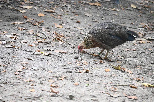 Gray Junglefowl Eating Ground — Stock Fotó