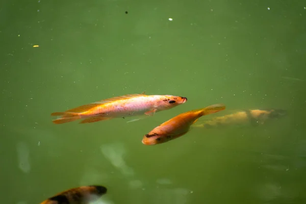 Small Golden Fishes Swimming Lake —  Fotos de Stock