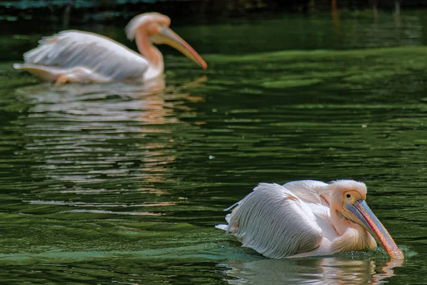 Die Pelikane Schwimmen Auf Einem See Neu Delhi Indien — Stockfoto