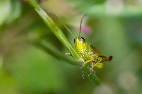 Selective Focus Grasshopper Sitting Green Stem — Photo