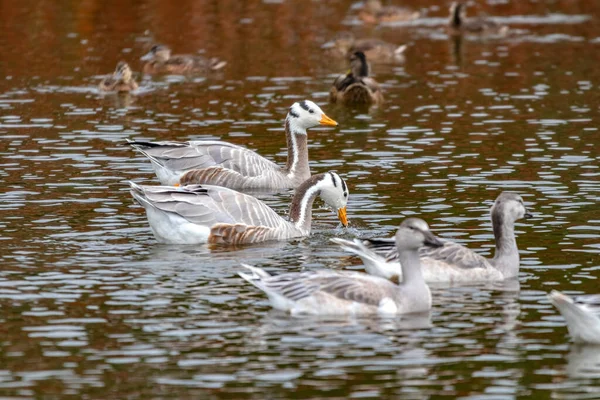 Closeup Bar Headed Geese Swimming Water — Fotografia de Stock