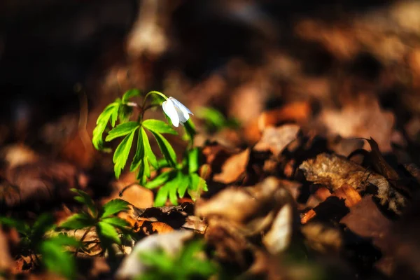 Closeup Shot First Spring Flowers Forest Lithuania — Zdjęcie stockowe