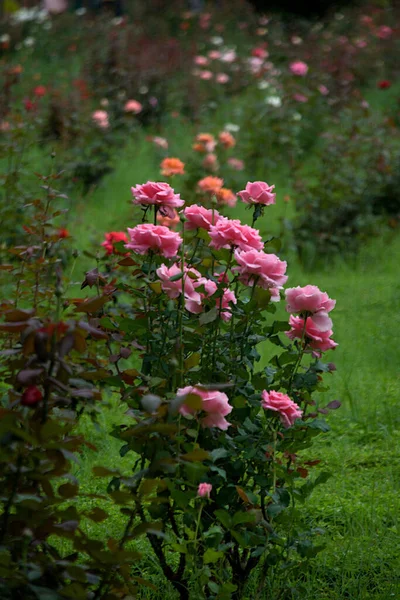 Vertical View Rose Bush Rose Garden — Fotografia de Stock