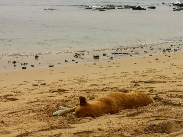 Beautiful View Dog Sleeping Cute Way Sand Beach — Foto Stock