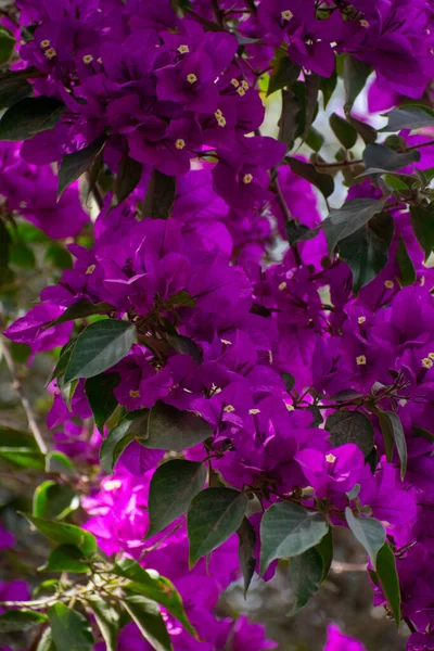 Beautiful Purple Bougainvillea Flowers Grown Garden — 스톡 사진