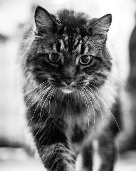 Grayscale Beautiful Cat Looking Camera — 图库照片