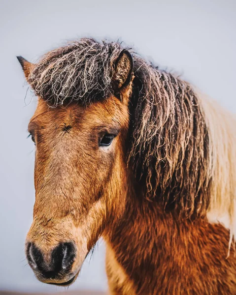 Vertical Portrait Adorable Brown Icelandic Horse — Zdjęcie stockowe