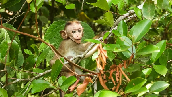 Lindo Mono Macaco Bebé Divertido Una Rama Árbol Bosque Día —  Fotos de Stock