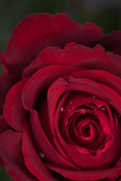 Vertical Shot Beautiful Red Rose Wallpaper Background — Foto Stock