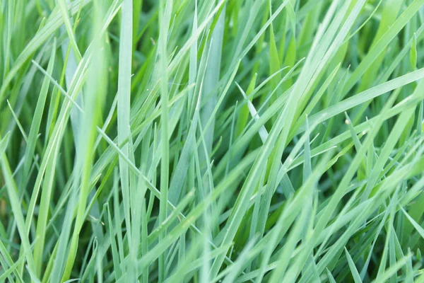 Closeup Green Grass Field Sunlight Blurry Background — Zdjęcie stockowe