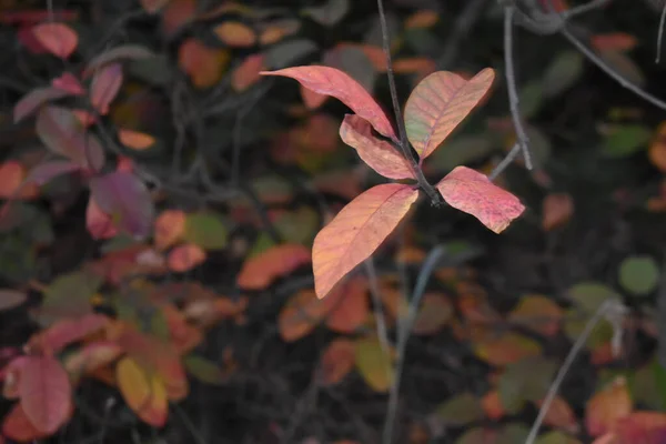 Top View Shot Shrubs Colorful Autumn Leaves Ground Covered Fallen — Stock fotografie