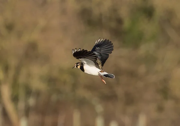 田舎の畑の上を飛ぶ鳥 — ストック写真