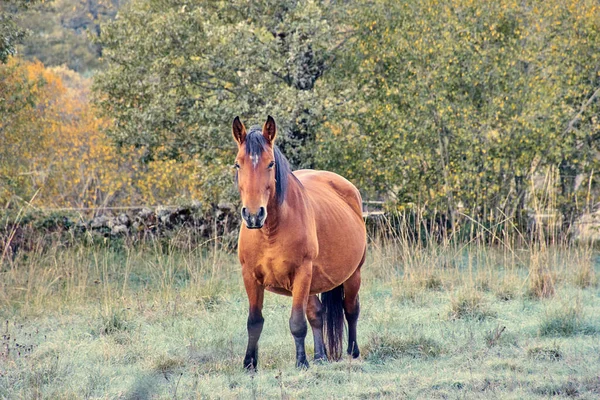 Lonely Brown Black Haired Horse Walking Field — 图库照片