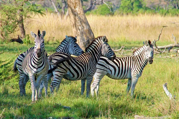 Herd Zebras Field — Zdjęcie stockowe