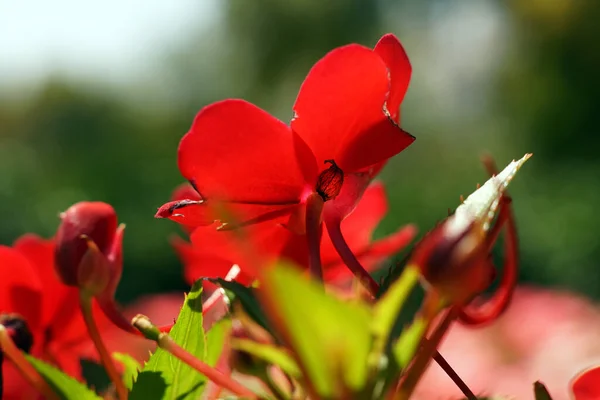 Detailní Záběr Červenou Květinu Která Nedotýká Zahradě — Stock fotografie