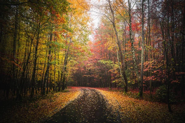 Colorido Bosque Otoñal Con Sendero Cubierto Hojas Bosque Bávaro Alemania —  Fotos de Stock