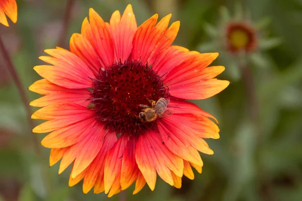 Bee Gaillardia Flower Garden — Foto de Stock