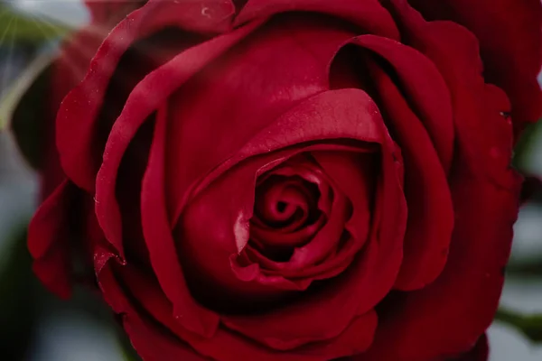 Closeup Shot Beautiful Red Rose Wallpaper Background — Stockfoto