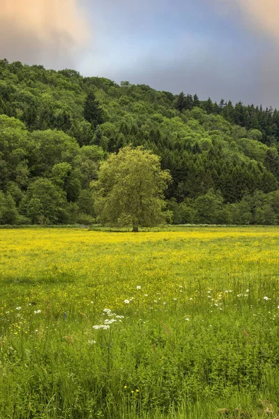 Vertical Shot Tree Scenic Meadow Mountain Background — Stock fotografie