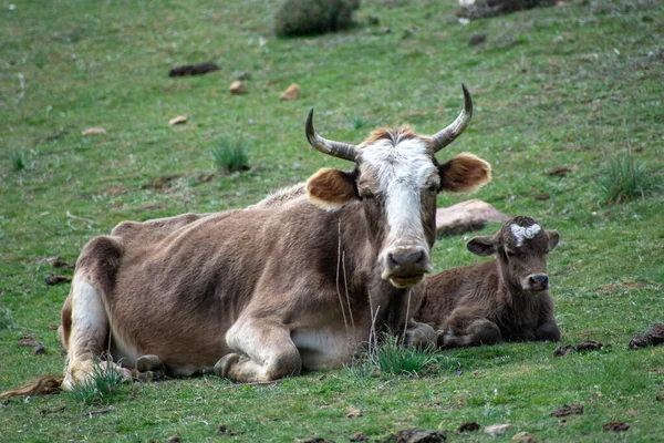 Mother Cow Baby Calf Resting Field — Fotografia de Stock