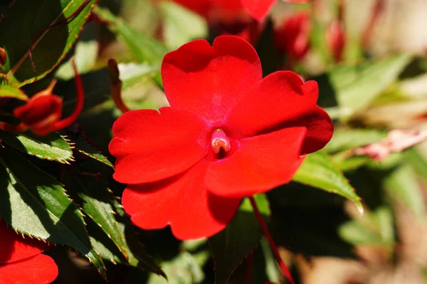 Gros Plan Une Fleur Rouge Touch Dans Jardin — Photo