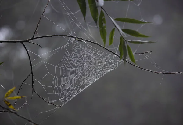 Gros Plan Toile Araignée Avec Des Gouttes Rosée Par Matin — Photo